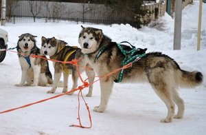 Маламут Клуб