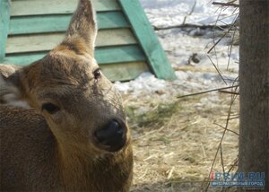 Кафе Радуга